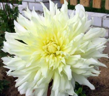 5 seeds Rare Spring Coming White Yellow Peony Seedlings Flower Seeds, Professional Pack