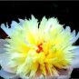 5 seeds Rare Spring Coming White Yellow Peony Seedlings Flower Seeds, Professional Pack