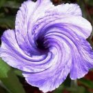 100 seeds Petunia Flower Seeds - Purple White Bicolor Spiral Flowers