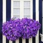 100 seeds Petunia Flower Seeds - Purple White Bicolor Spiral Flowers