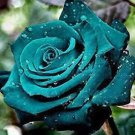 100 seeds Rose Seeds - Greenish Blue Colors