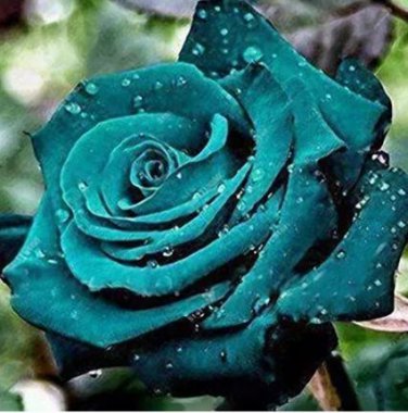 100 seeds Rose Seeds - Greenish Blue Colors