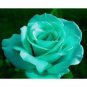 100 seeds Rose Seeds - Greenish Blue Colors