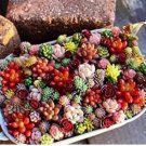 500 seeds Succulent Planter Seeds Mix Lithops