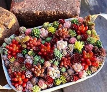 500 seeds Succulent Planter Seeds Mix Lithops