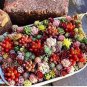 500 seeds Succulent Planter Seeds Mix Lithops