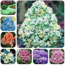 200 seeds Home Garden Plants Outdoor Perennial Phlox Bonsai,Planting Phlox Flower Plant