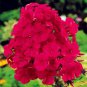 200 seeds Home Garden Plants Outdoor Perennial Phlox Bonsai,Planting Phlox Flower Plant