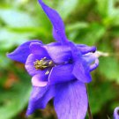 50 seeds Aquilegia Amethyst. Light Purple Garden Columbine