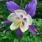50 seeds Aquilegia Amethyst. Light Purple Garden Columbine