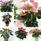 100 seeds Anthurium Flower Seeds - Mixed Light Purple Black Red Pink Flowers