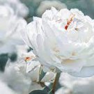 20 seeds Rare Chinese Peony Seeds Light Purplish White Double Flowers