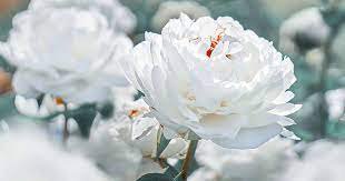 20 seeds Rare Chinese Peony Seeds Light Purplish White Double Flowers
