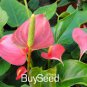 100 seeds Anthurium Flower Seeds - Mixed Light Purple Black Red Pink Flowers