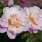 20 seeds Rare Chinese Peony Seeds Light Purplish White Double Flowers