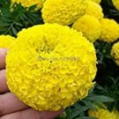 100 seeds Yellow African Marigold French Marigold Seeds