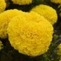 100 seeds Yellow African Marigold French Marigold Seeds