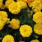 100 seeds Yellow African Marigold French Marigold Seeds