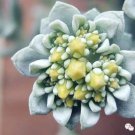 100 seeds New Rare Sedum Dragons Blood Stonecrop Sedum Spurium