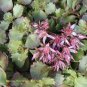 100 seeds New Rare Sedum Dragons Blood Stonecrop Sedum Spurium