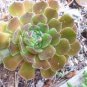 100 seeds New Rare Sedum Dragons Blood Stonecrop Sedum Spurium