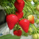 100 seeds Hanging Giant Red Strawberry Fruits