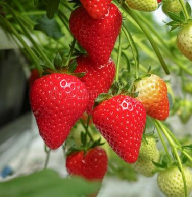 100 seeds Hanging Giant Red Strawberry Fruits