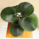 10 seeds Palm Bonsai Plant Perennial Purification Air Palm Tree Family Garden Potted
