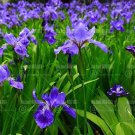 20 seeds Iris Bonsai Irises Flower Bonsai Perennial Beautiful Flowering Potted Plants