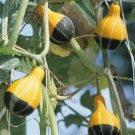 8 seeds Rare Naughty Boy Black Yellow Pumpkin