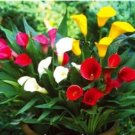 200 seeds Calla Bonsai Calla Lily Flower Rare Bonsai Flower Plants