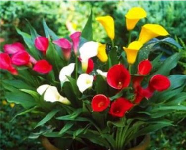 200 seeds Calla Bonsai Calla Lily Flower Rare Bonsai Flower Plants
