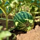 20 seeds Green Muskmelon Sweet Melon