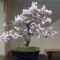 10 seeds Bonsai Tree Japanese Sakura Bonsai Rare Japanese Cherry Blossoms Flowers