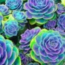100 seeds Rainbow Succulent Bonsai Seedling Perennial Office Mini Bonsai