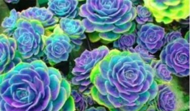 100 seeds Rainbow Succulent Bonsai Seedling Perennial Office Mini Bonsai