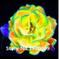 100 seeds Rainbow Succulent Bonsai Seedling Perennial Office Mini Bonsai