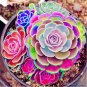 100 seeds Rainbow Succulent Bonsai Seedling Perennial Office Mini Bonsai