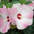 20 seeds Perennial Rosemallow Mixed Hibiscus Flowers