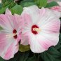 20 seeds Perennial Rosemallow Mixed Hibiscus Flowers