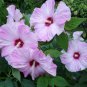 20 seeds Perennial Rosemallow Mixed Hibiscus Flowers