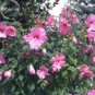 20 seeds Perennial Rosemallow Mixed Hibiscus Flowers
