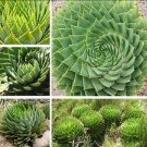 2 seeds Spiral Aloe Mixed Seeds