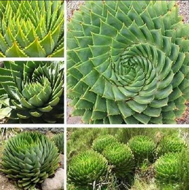 2 seeds Spiral Aloe Mixed Seeds