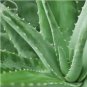 2 seeds Spiral Aloe Mixed Seeds