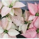 100 seeds Poinsettia Seeds - Pinkish White and Light Pink Colo