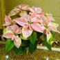 100 seeds Poinsettia Seeds - Pinkish White and Light Pink Colo