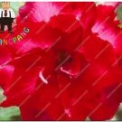 2 seeds Desert Rose Seeds - Bright Dark Red Double Flowers