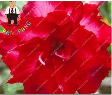 2 seeds Desert Rose Seeds - Bright Dark Red Double Flowers