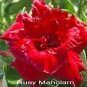 2 seeds Desert Rose Seeds - Bright Dark Red Double Flowers
